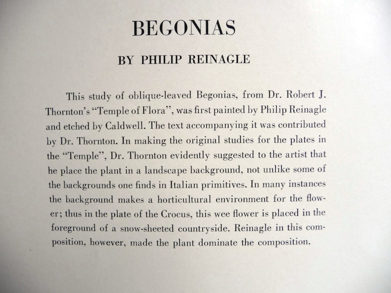 May include: Black and white text on a white background. The text reads "BEGONIAS BY PHILIP REINAGLE". The text below describes a study of oblique-leaved Begonias from Dr. Robert J. Thornton's "Temple of Flora".