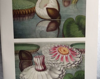 Vintage Giant Flowering Water Lily Pad Print, 1800s Botanical Art, Lake House Wall Decor, Gallery Wall of Flowers, William Sharp, 10 x 14