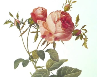 Vintage Cabbage Rose Print, PJ Redoute, 1800s French Botanical Art, Rose de Grasse, Provence Rose, Rose de Mai, Gallery Wall Flower, 11 x 14