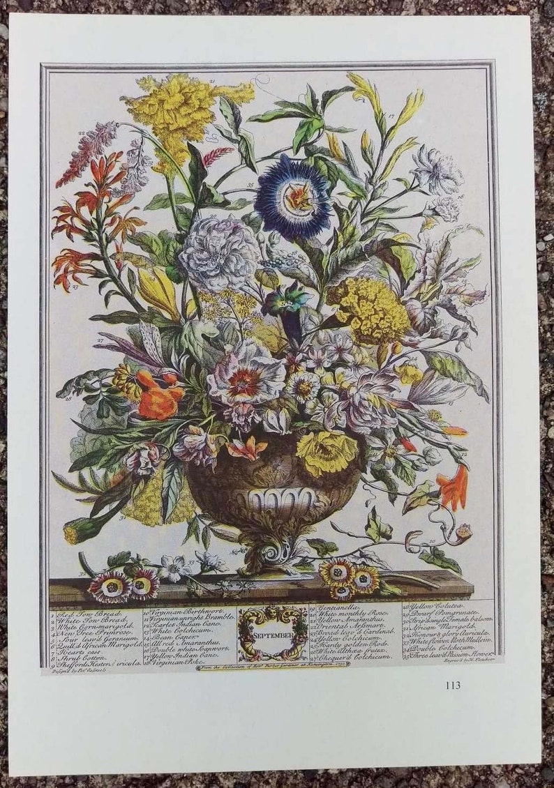 Small Vintage SEPTEMBER FLOWERS Print, 12 Months of Flowers, Rob Furber, H Fletcher, Colonial Williamsburg, Wedding Anniversary Gift, 7 x 10 画像 2