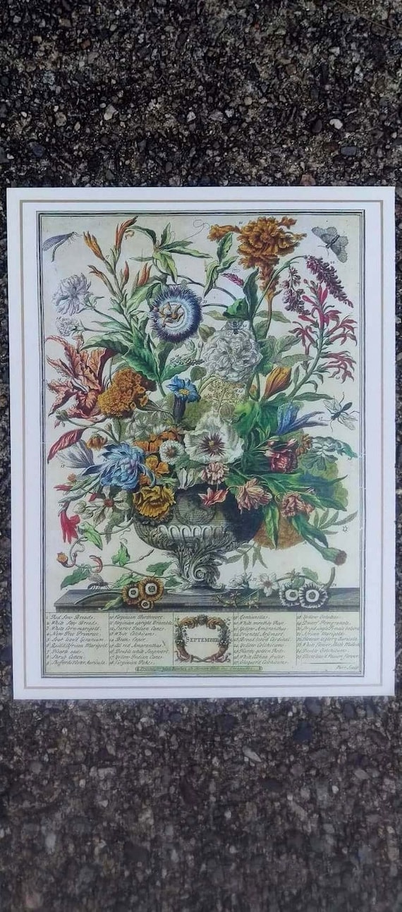 Small Vintage SEPTEMBER FLOWERS Print, 1700s Botanical Study, Birth Month Flowers, Bowles, Winterthur, Wedding Gift, Gallery Wall 7.75 x 10