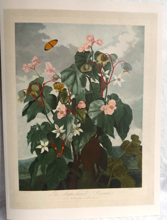 Vintage Pink Begonia Art Print, Flowering Plant, Dark Green Oblique Leaves, Cloudy Gray Sky, Renaigle 1800s Botanical Illustration, 10x14