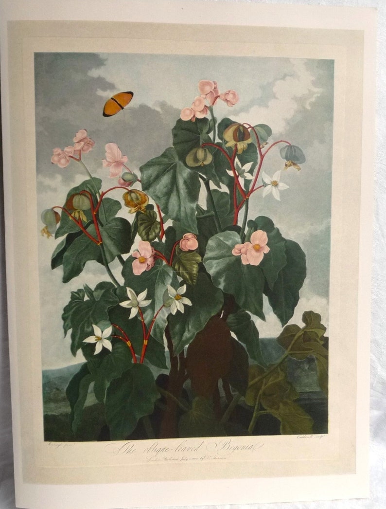 May include: A vintage botanical illustration of a pink-flowered Begonia plant with a butterfly in flight. The illustration is titled "The Stripe-leaved Begonia" and is printed on a cream-colored paper.