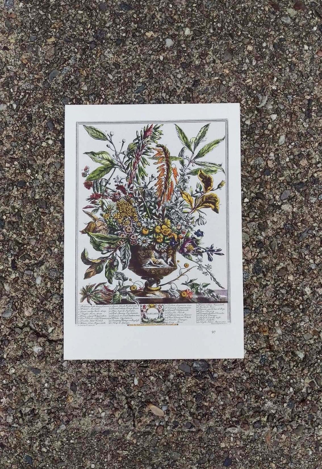 Small Vintage JANUARY FLOWERS Print Furber 12 Months of Flowers