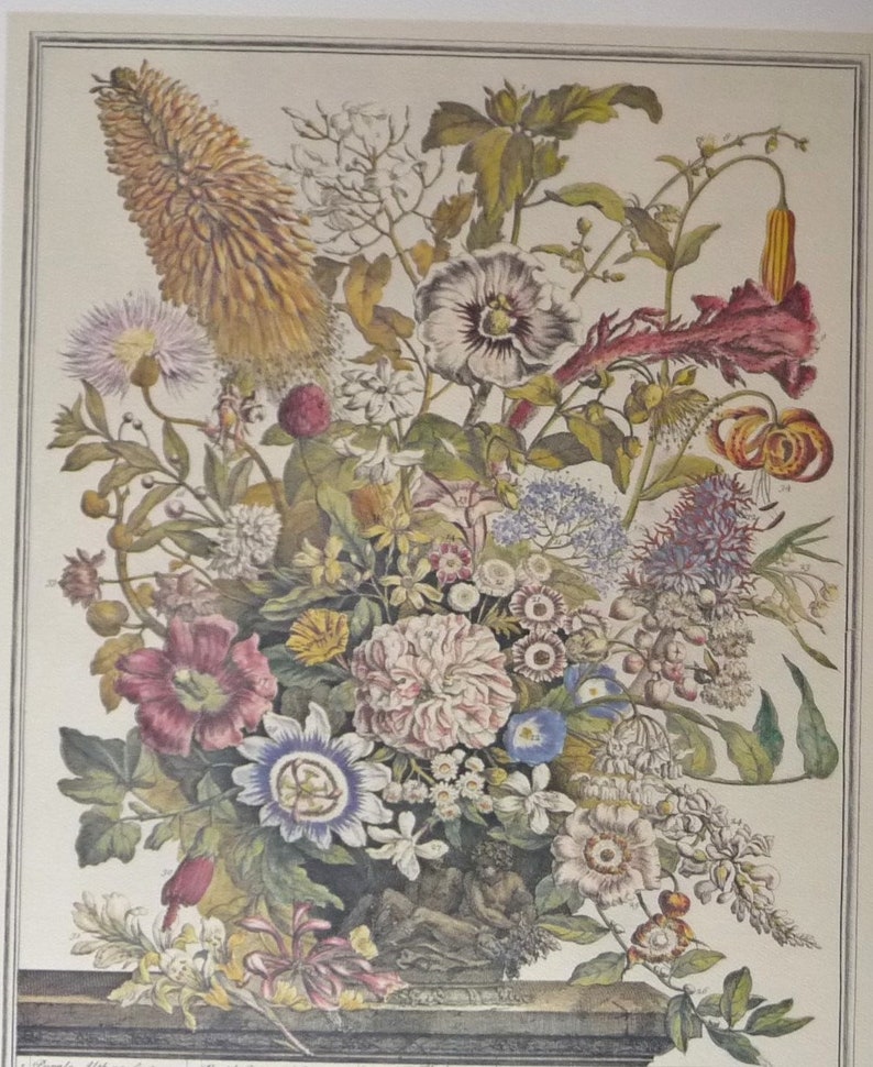 May include: A vintage botanical illustration featuring a colorful bouquet of flowers in a vase. The flowers include a variety of blooms in shades of pink, red, yellow, blue, and white. The illustration is set against a cream-colored background.