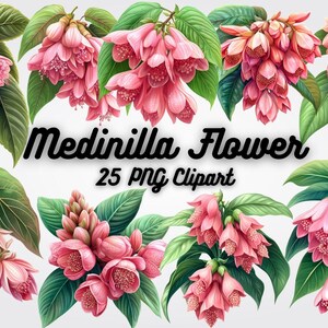 Medinilla Flower Clipart: 25 Tropical PNG Graphics (Digital Download)