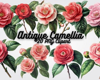 Imágenes prediseñadas de camelia vintage: 20 gráficos PNG de flores botánicas (descarga digital)