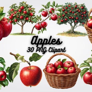 Könnte beinhalten: Ein digitaler Clipart-Satz mit 30 roten Äpfeln, einige mit grünen Blättern, in verschiedenen Anordnungen. Die Äpfel sind in einem realistischen Stil mit Aquarell-Effekt dargestellt. Der Text "Apples 30 PNG Clipart" ist in Schwarz dargestellt.