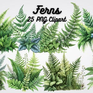 May include: A set of 25 watercolor illustrations of ferns, perfect for crafting and design projects. The ferns are depicted in various shades of green and feature intricate details.