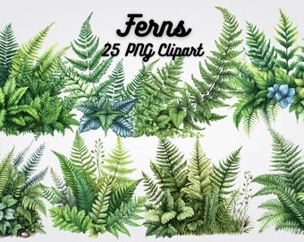 Ferns Clipart: 25 Botanical PNG Files, Transparent Backgrounds