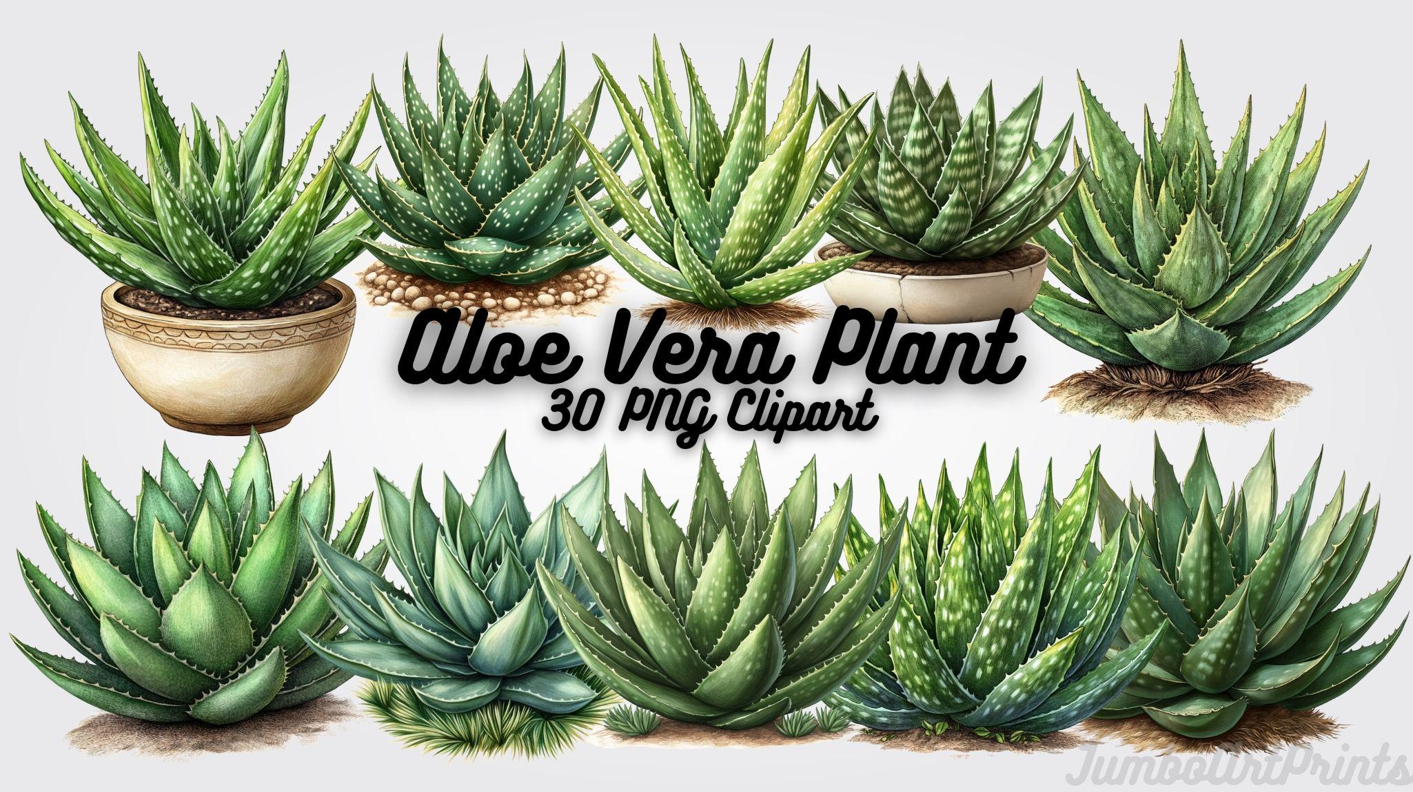 where can i buy aloe vera plant 3-5ft Aloe Vera