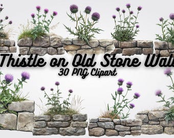 Thistle on Stone Wall Clipart: Rustic Floral PNGs (Digital Download)