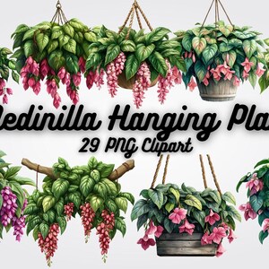 Medinilla Hanging Plant Clipart: 29 Botanical PNGs (Digital Download