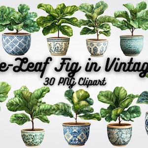 May include: A set of 30 digital clipart images featuring fiddle-leaf fig plants in vintage blue and white patterned pots. The plants have lush green leaves and are arranged in various poses.