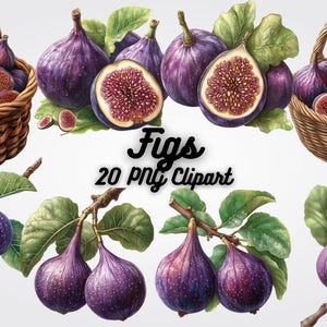 Figs Clipart PNG, Watercolor Fruit Digital Download, Printable Fig Art, Kitchen Decor, Sublimation Design, Fruit Clip Art Graphics