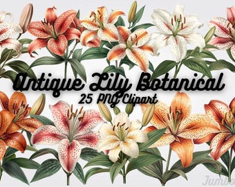 Antique Lily Botanical Clipart, Vintage Floral Illustration (PNG Digital Download)