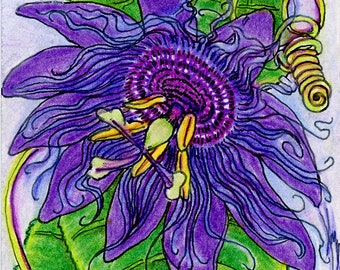 Original Art: Passiflora incarnata (Passionflower), Botanical Colored Pencil Drawing, ACEO (Art Card), Miniature Art, Trading Card Sized