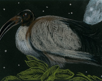 Original Art: "Sacred Ibis" Bird at Night with Moon and Stars, Colored Pencil Drawing, ACEO (Art Card), Miniature Art, Trading Card Sized