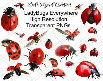 Ladybug Flying Png Sublimation Design, Ladybug Png, Hand Drawn Ladybug Png,  Ladybird Png, Printable Ladybug Png, Spring Png Downloads