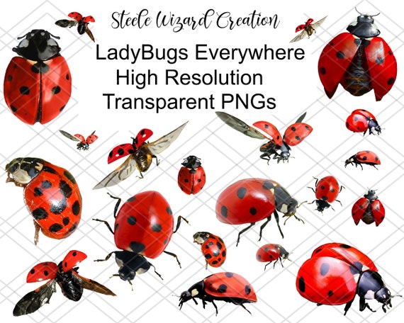 Ladybug PNG, Free Download Ladybug Clipart Images - Free Transparent PNG  Logos