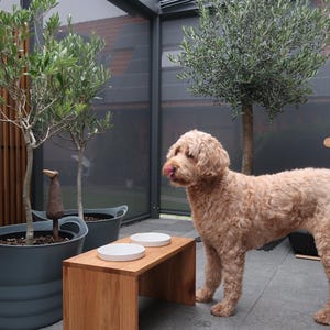 Puede incluir: Un perro marr&oacute;n claro est&aacute; de pie cerca de un soporte de madera para cuencos para perros con dos cuencos blancos. El soporte es rectangular y de madera clara. Olivos en macetas grises al fondo.