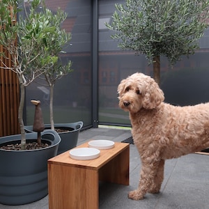 Puede incluir: Un soporte de madera para cuencos de perro con dos cuencos de cer&aacute;mica blancos. El soporte es de madera clara y rectangular. Un perro esponjoso de color marr&oacute;n claro est&aacute; cerca. Dos olivos en macetas est&aacute;n en el fondo.