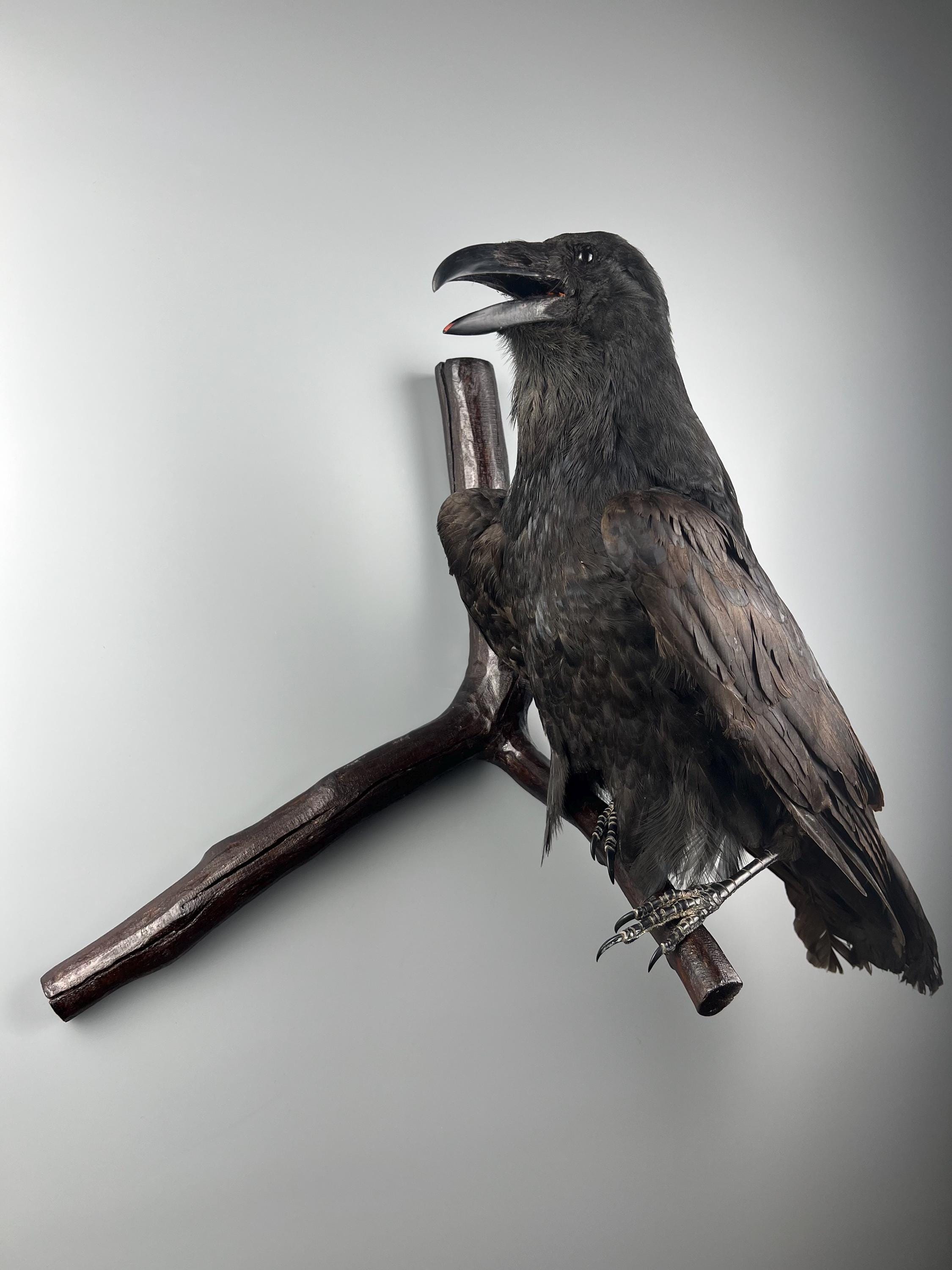 Real Taxidermy Raven (Corvus corax) Bird Stuffed animal Gothic Wall Mount Lot 70