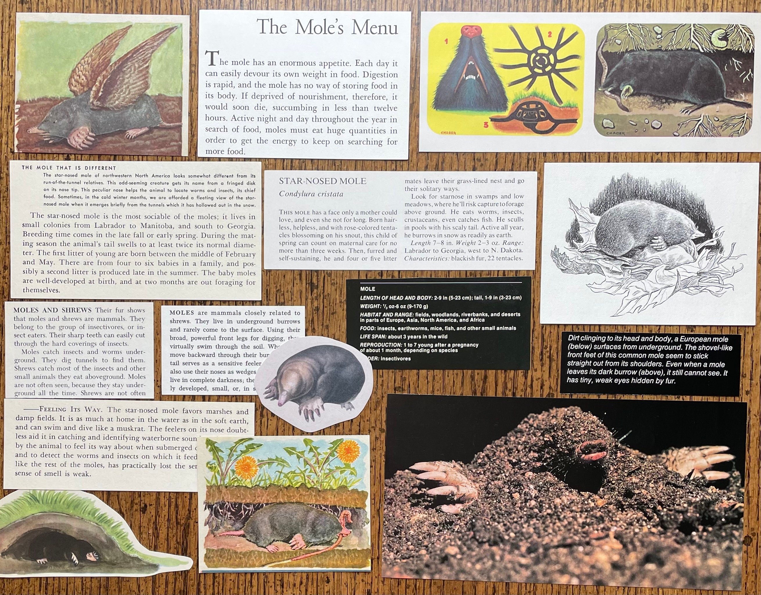 Mole in the Garden Vintage Animal Collage Scrapbook and - Etsy Mole in the Garden Vintage Animal Collage Scrapbook and - Etsy