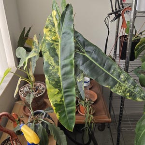 Philodendron billietiae variegated has 7 leafs