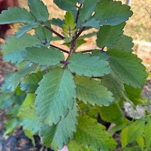 May include: A close-up of a green plant with serrated leaves and dark red stems. The leaves are a vibrant green with a slightly darker edge. The plant is in a pot, with a blurred background of a fence and other greenery.