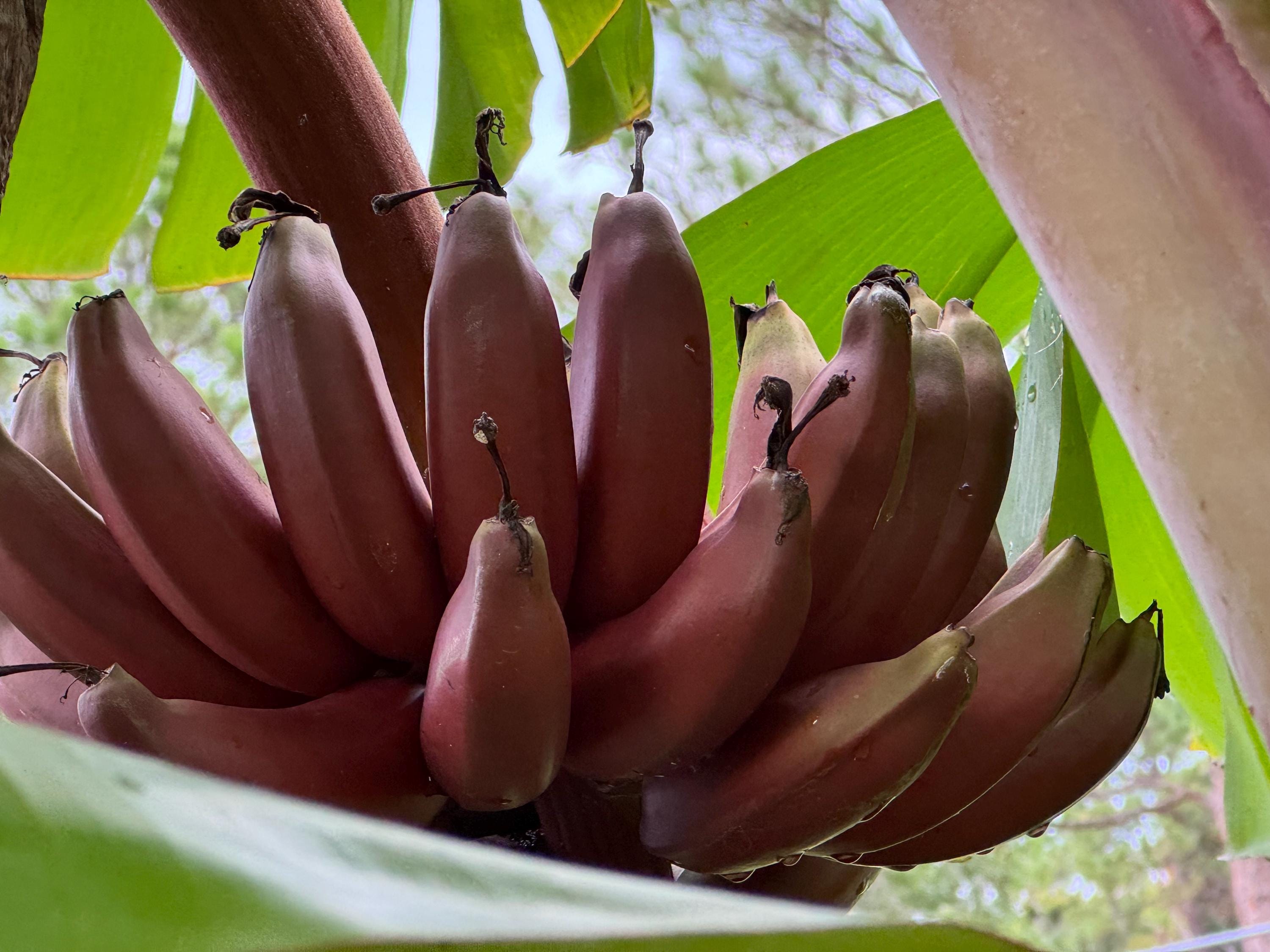 P. Banna #A (pup）23/5/15 Red Jamaican Banana Sucker / Pup - Etsy