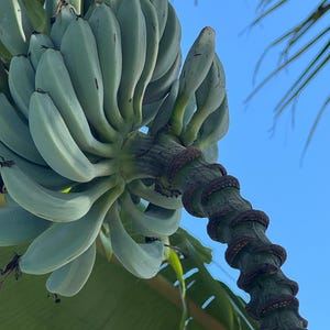 May include: A cluster of unripe bananas, pale green in color, hangs from a thick, textured stalk. The bananas are tightly packed together, with a few palm fronds and a clear blue sky in the background.