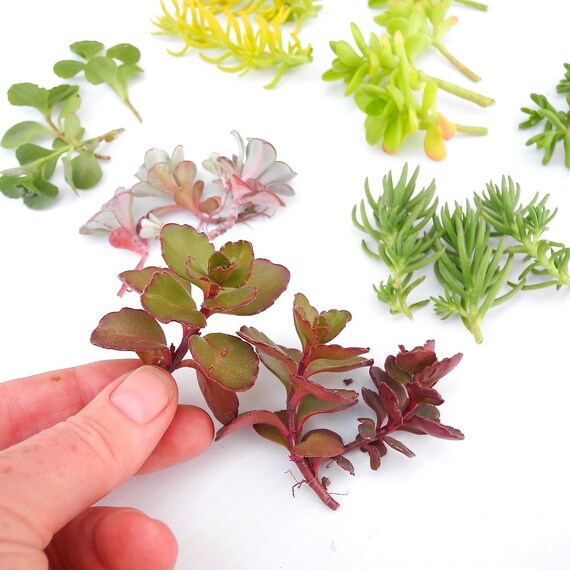 Larger Sedum Cuttings For Larger Miniature Garden Containers Etsy