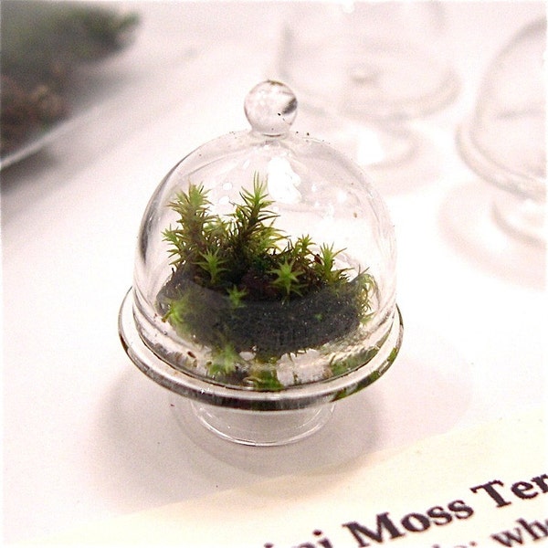 Miniature Moss Garden Dome Terrarium Kit with Glass Cloche with Dome Lid