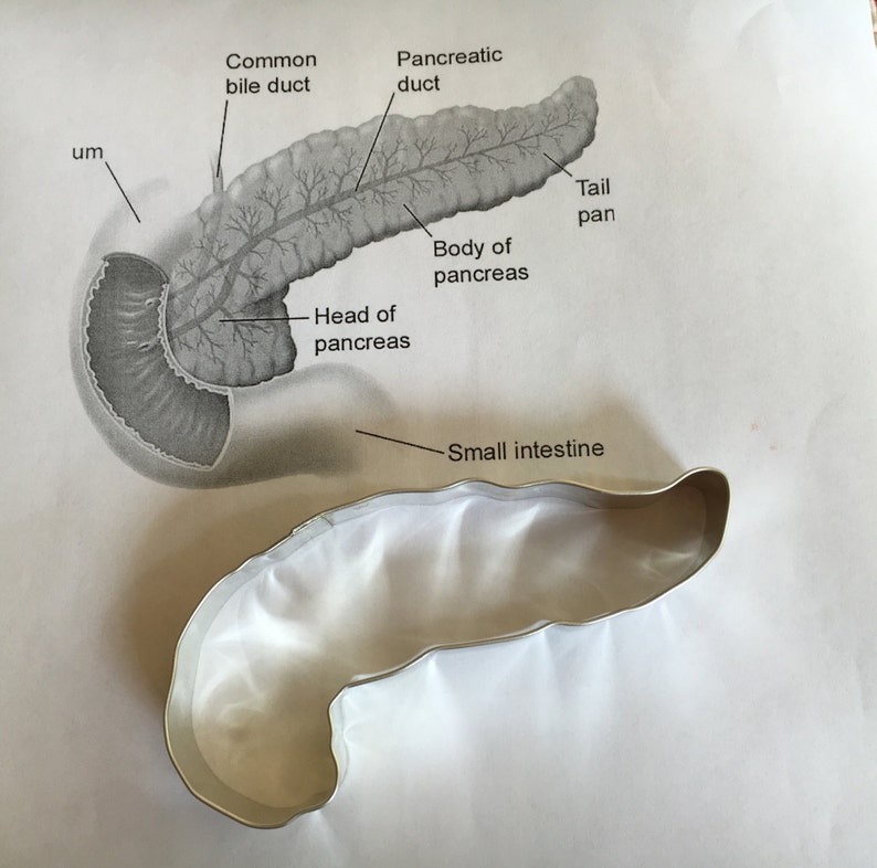 Anatomical Pancreas Cookie Cutter Tin Metal USA Handmade By West Tinworks image 5