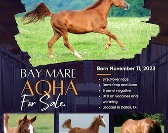 Professional Horse Breeding Sales Flyer Template