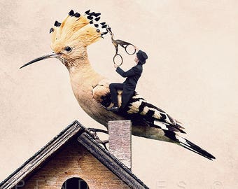 bird photo, funny birds prints, Hoopoe hairdresser photo, gift for ornithologist, hairdressing salon decoration, deco for hairdressers