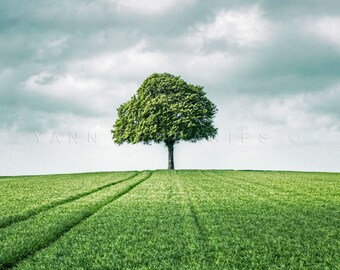 Green tree photography, French countryside, Green field, Nature print, Spring photography, Tree print, Landscape photography