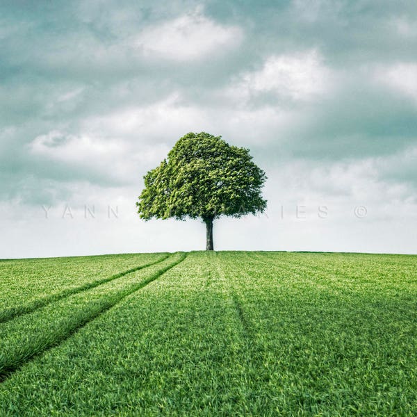 Green tree photography, French countryside, Green field, Nature print, Spring photography, Tree print, Landscape photography