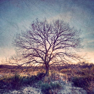 Winter wonderland, Blue Winter Photography, Blue decor, Nature photography, Tree photography, Dreamy rustic woodland, Wall art