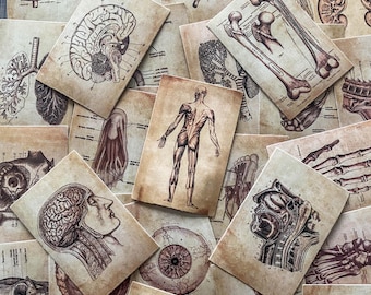 Paquete de 50 pegatinas de anatomía vintage, pegatinas de bocetos anatómicos envejecidos, pegatinas de ilustración científica en sepia para portátil, funda de teléfono, cuaderno