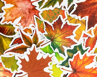 Paquete de 50 pegatinas de hojas de otoño, coloridas ilustraciones de la naturaleza, artísticas de temporada, estéticas para diario y monopatín.
