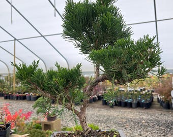 Dwarf European Larch Bonsai Sokan Style 24" - Etsy