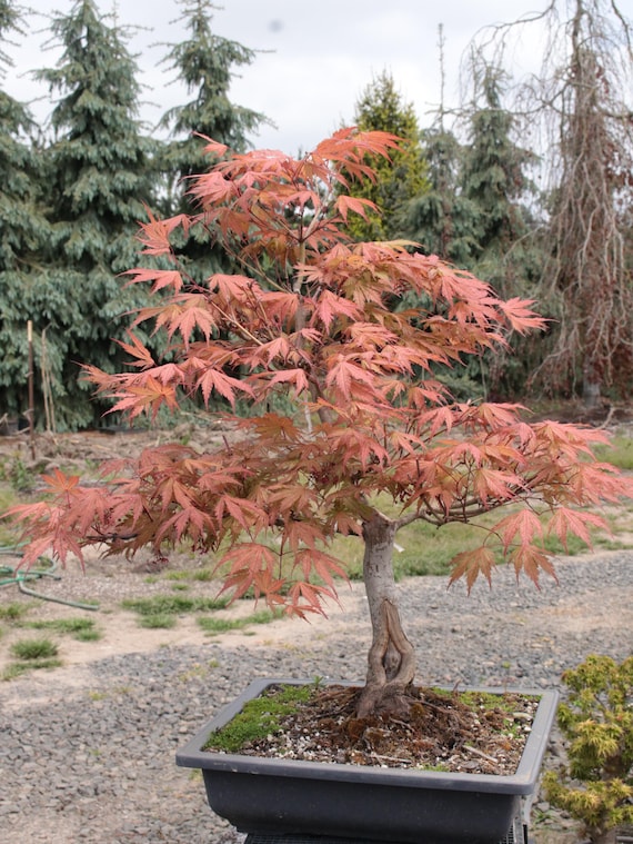 Ariadne Japanese Maple Bonsai Moyogi Style 18" - Etsy