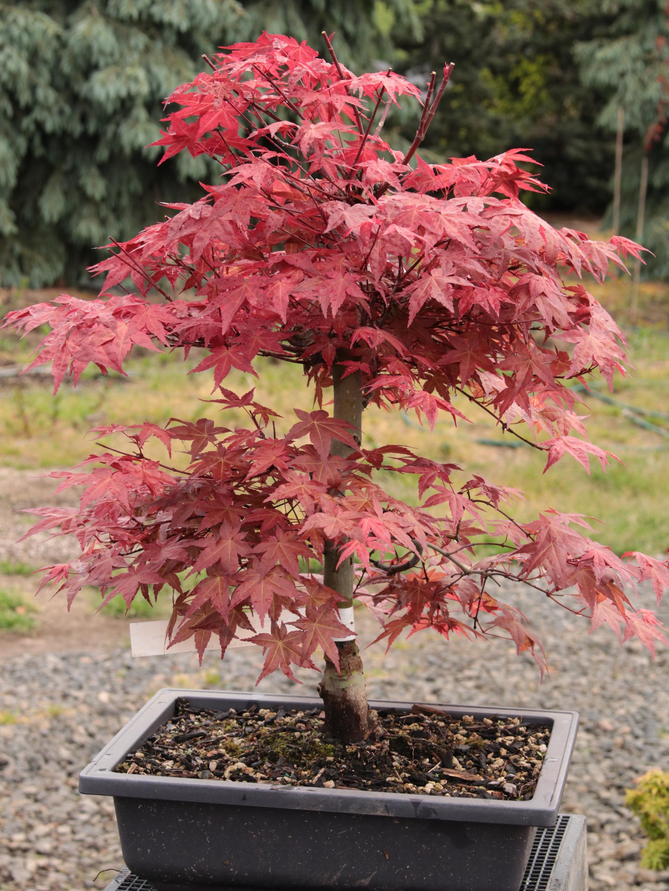 Red Japanese Maple Bonsai Shin Deshojo Type Moyogi Style 12" Tall - Etsy