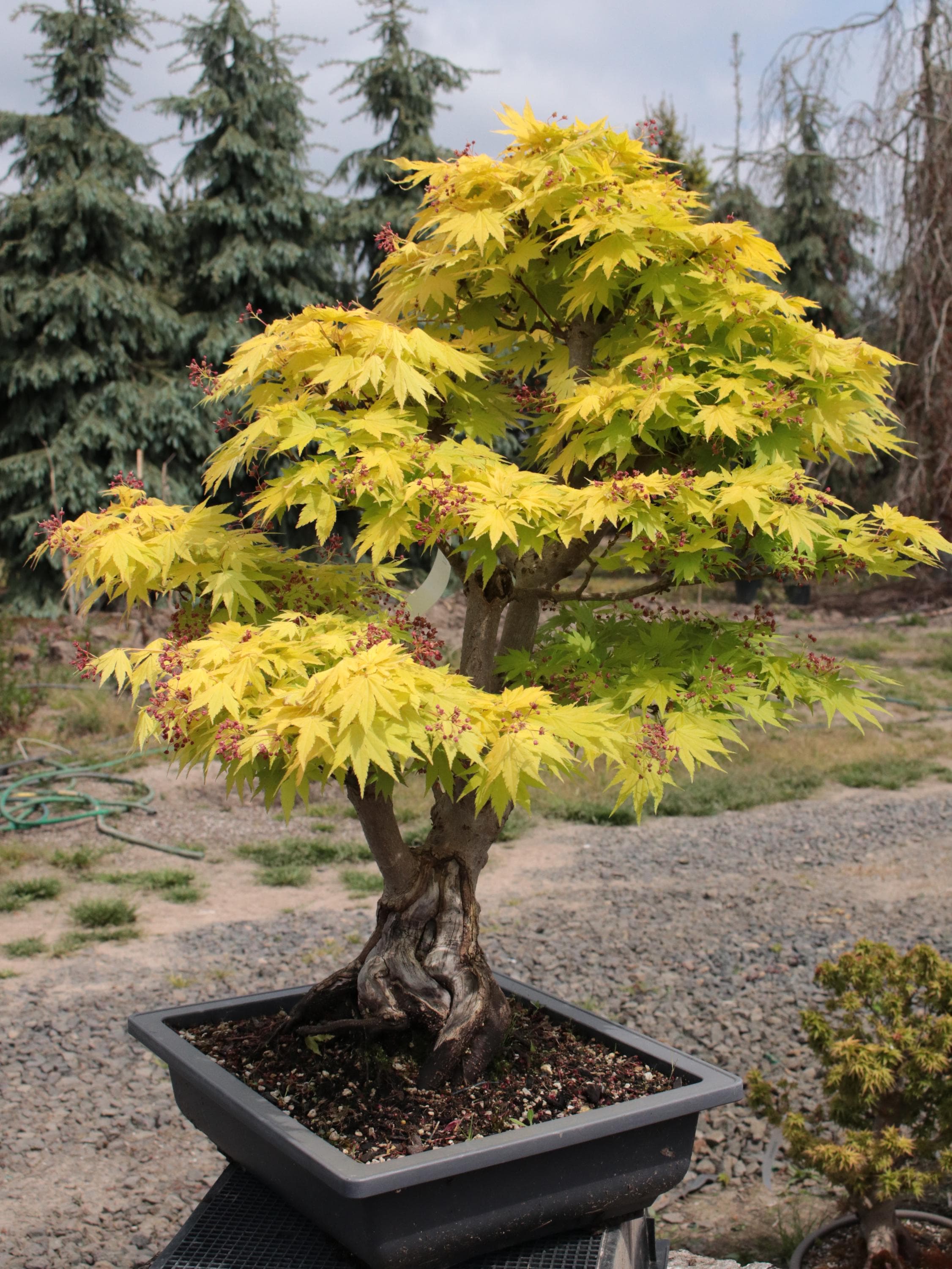 Jordan Japanese Maple Bonsai Sokan Style 20