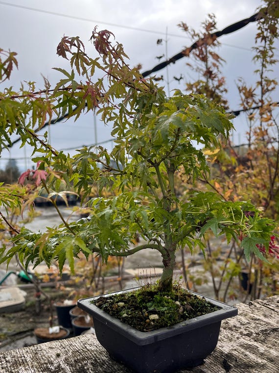 Kiyohime-type Dwarf Seedling Japanese Maple Bonsai 8" - Etsy
