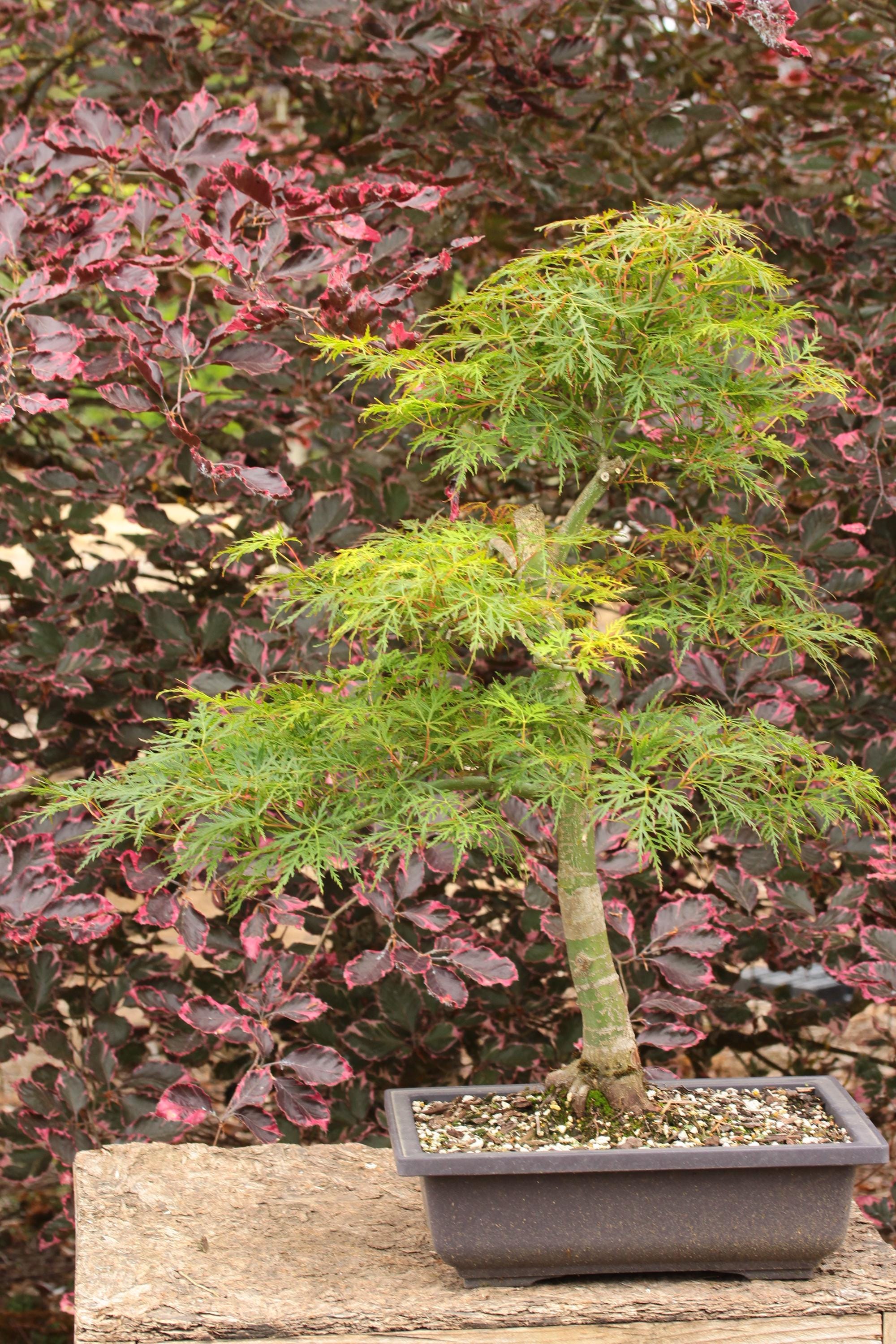 Emerald Lace Japanese Maple Bonsai Shakkan Style 18
