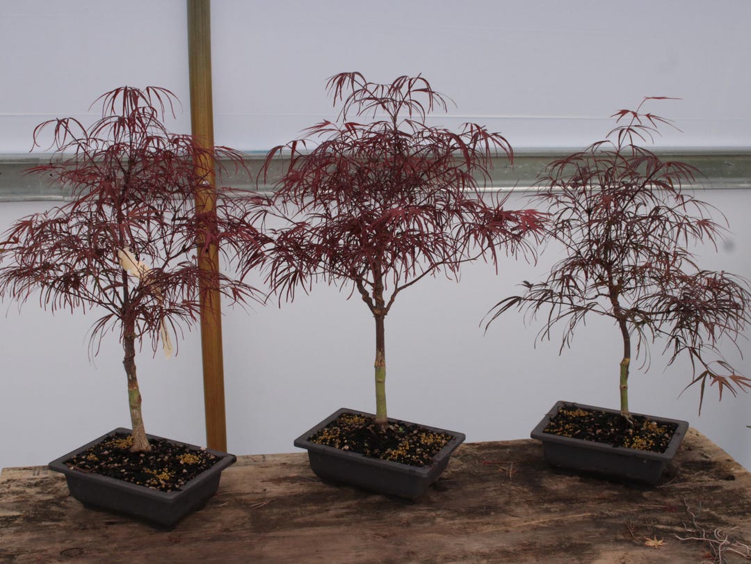 Pung Kil Japanese Maple Bonsai Chokkan Style 15" - Etsy