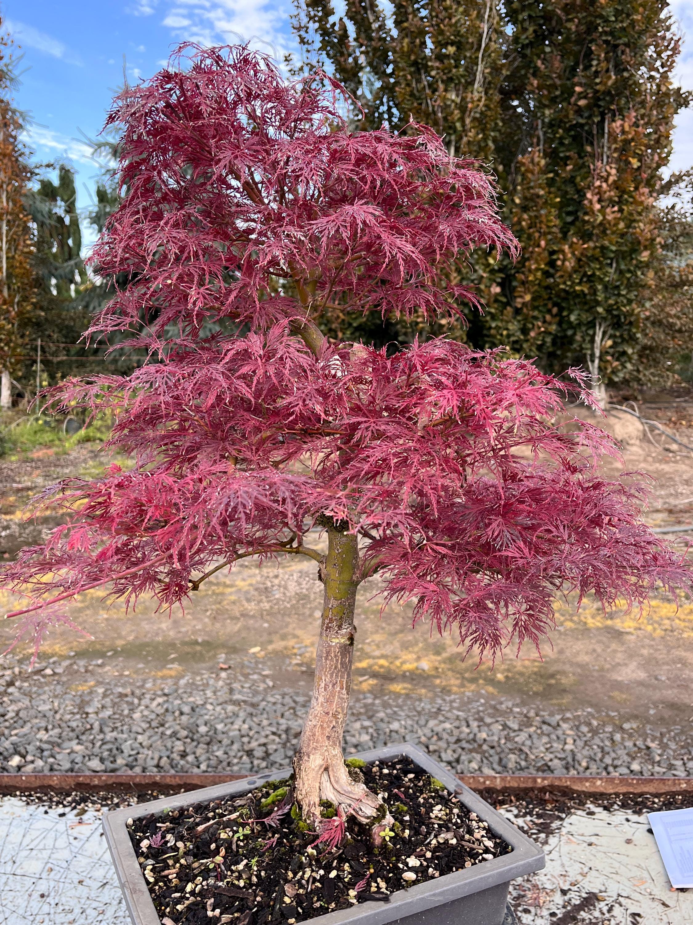 Emerald Lace Japanese Maple Bonsai Shakkan Style 18